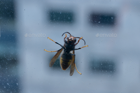 Wasp perched on the glass of a window - Stock Photo - Images
