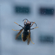 Wasp perched on the glass of a window - PhotoDune Item for Sale