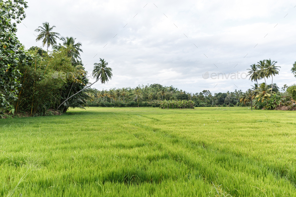 beautiful scenic view of empty filed with green grass and various trees, sri lanka, mirissa