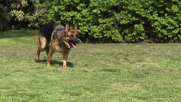 700235 Domestic Dog, German Shepherd Dog, Female running on Grass, Slow motion alt