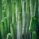 Close up, macro bush of cactus euphorbia canariensis. Perfectly straight branches of an evergreen - PhotoDune Item for Sale
