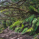 Beautiful forest on a sunny day. Hiking trail. Anaga Rural Park - ancient forest on Tenerife, Canary - PhotoDune Item for Sale