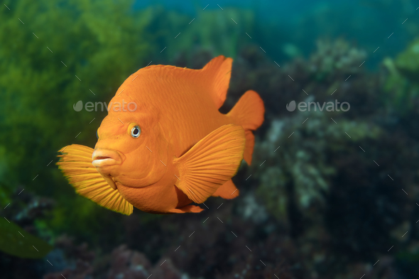 California orange garibaldi fish - Stock Photo - Images