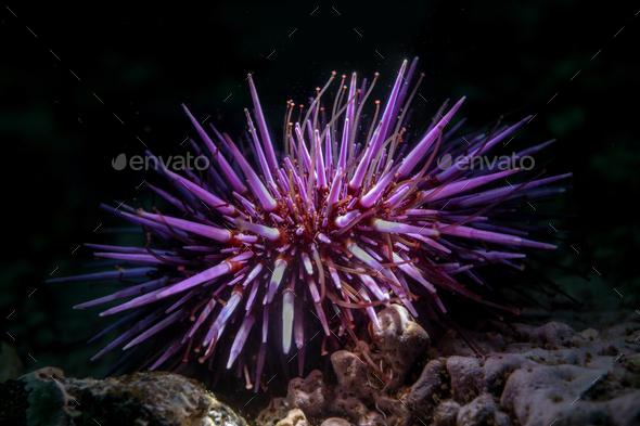 California Purple sea urchin underwater - Stock Photo - Images