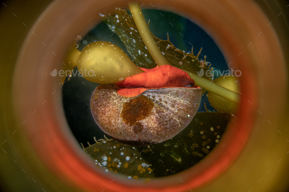 Bright orange kelp top snail - Stock Photo - Images