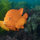 California orange garibaldi fish - PhotoDune Item for Sale