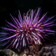 California Purple sea urchin underwater - PhotoDune Item for Sale