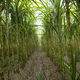 Sugarcane field with plants growing - PhotoDune Item for Sale