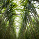 Sugarcane field with plants growing - PhotoDune Item for Sale