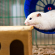 hamster running - PhotoDune Item for Sale