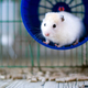hamster running - PhotoDune Item for Sale