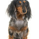 dachshund  in studio - PhotoDune Item for Sale