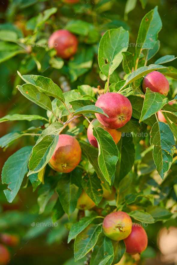 Apples in outdoor setting. A photo of taste and beautiful apples. Stock