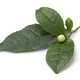 Single tea flower bud, Camellia sinensis, and leaves on white background - PhotoDune Item for Sale