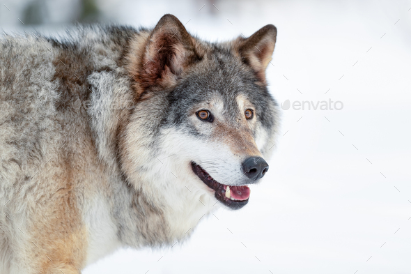 Eurasian wolf standing on snowy ground in the forest - Stock Photo - Images