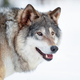 Eurasian wolf standing on snowy ground in the forest - PhotoDune Item for Sale