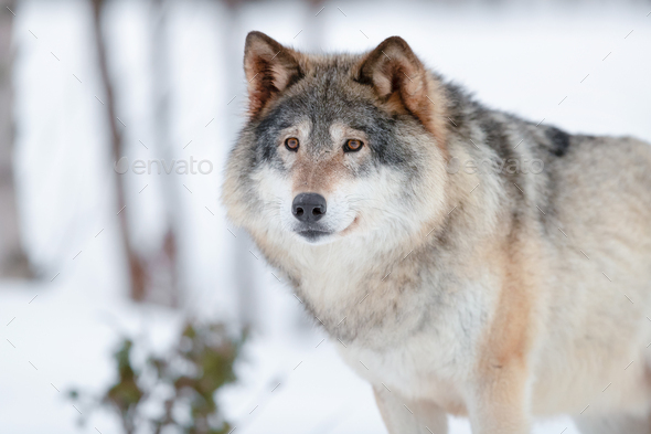 Canis Lupus wolf standing on snowy winter landscape - Stock Photo - Images