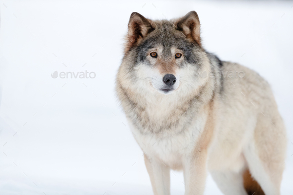 Canis Lupus wolf standing on snowy winter landscape - Stock Photo - Images
