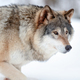 Alert grey wolf walking in winter forest - PhotoDune Item for Sale