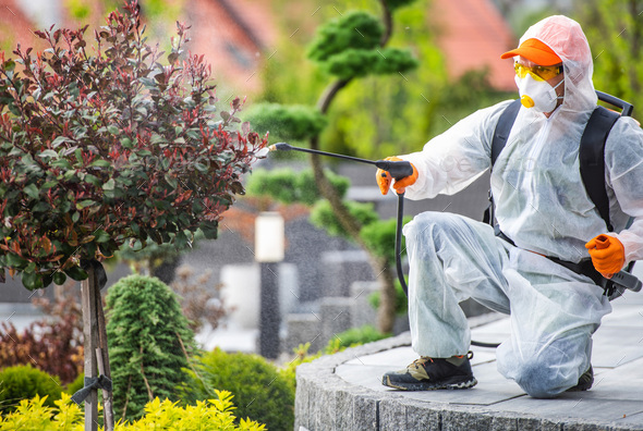 Professional Gardener Performing Pest-Control Treatment - Stock Photo - Images