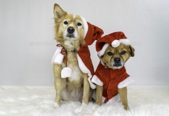 dogs in christmas outfits