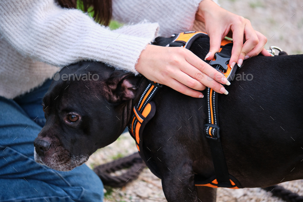 Unrecognizable woman putting on dog harness at a pine forest. - Stock Photo - Images