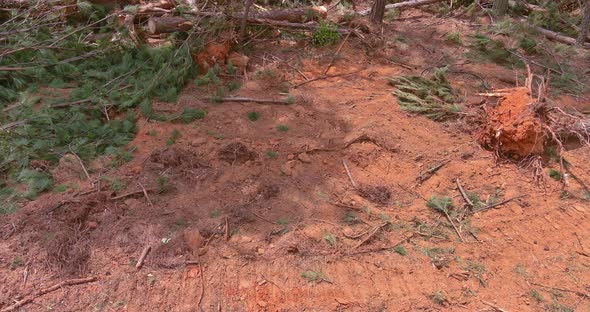 Foot Stump Roots of Trees Which Were Cut Down the Land Clearing alt