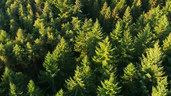 Pine forest at sunrise from the air