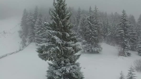 snow-capped mountains, snow-covered forests alt
