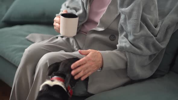 Closeup of the Hands of an Elderly Mistress Stroking a Blackandwhite Dog with a Red Leash alt