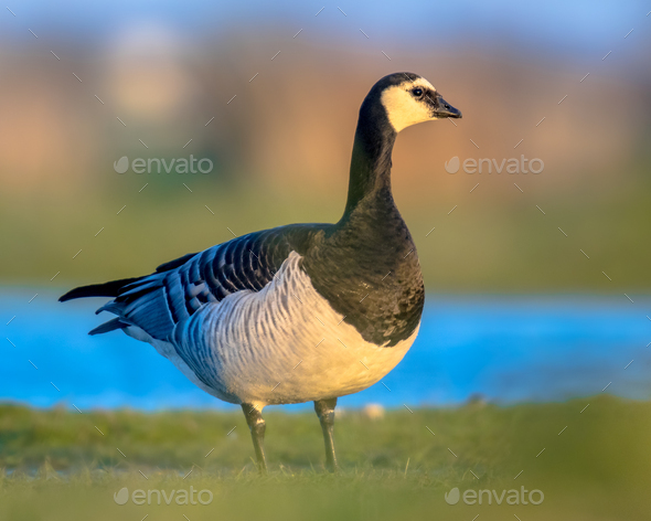 Barnacle goose migratory bird in wetland habitat - Stock Photo - Images