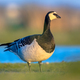 Barnacle goose migratory bird in wetland habitat - PhotoDune Item for Sale