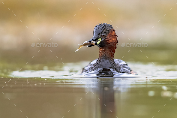 Little Grebe catching fish in pond - Stock Photo - Images