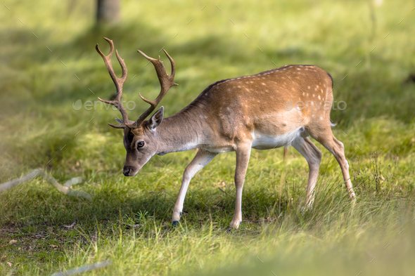 Fallow deer male with stags in rutting season - Stock Photo - Images
