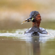 Little Grebe catching fish in pond - PhotoDune Item for Sale