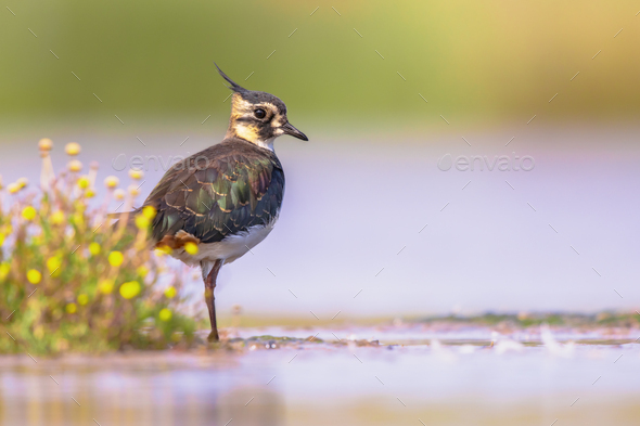 Female Northern lapwing wading in shallow water - Stock Photo - Images