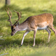 Fallow deer male with stags in rutting season - PhotoDune Item for Sale