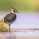 Female Northern lapwing wading in shallow water - PhotoDune Item for Sale