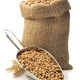 wheat grain in scoop on white - PhotoDune Item for Sale