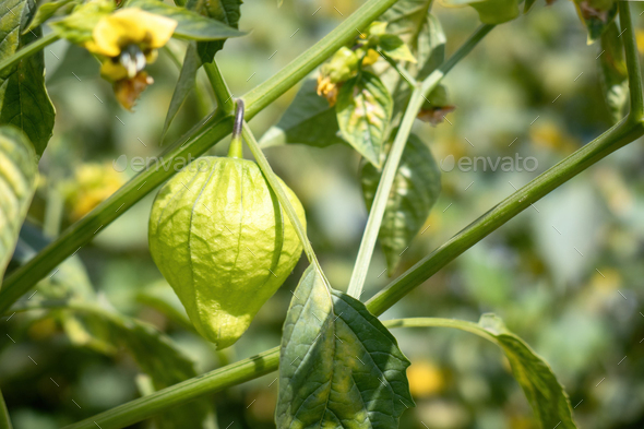 Tomatillo young organic plant (Physalis philadelphica) in an outdoor garden green background - Stock Photo - Images