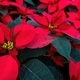 An arrangement of beautiful poinsettias - Red poinsettia or Christmas Star flower - PhotoDune Item for Sale