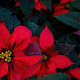 An arrangement of beautiful poinsettias - Red poinsettia or Christmas Star flower - PhotoDune Item for Sale