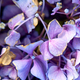 Beautiful purple hydrangea in a rainy day. Flower in bloom - PhotoDune Item for Sale