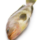 yellow grouper - PhotoDune Item for Sale