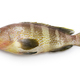 yellow grouper - PhotoDune Item for Sale