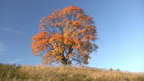 Oak Tree In Autumn