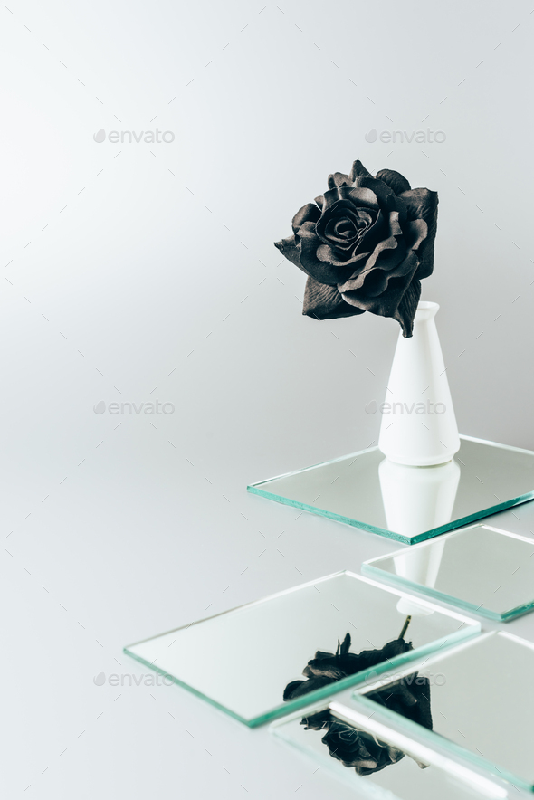 one black rose in vase reflecting in mirrors isolated on white Stock