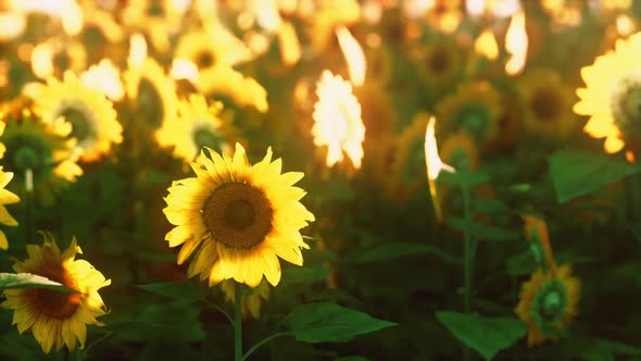 Many Bright Yellow Big Sunflowers in Plantation Fields on Evening Sunset alt