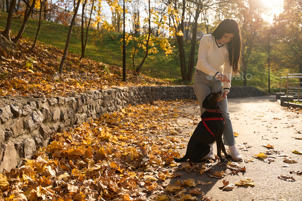 Pretty woman stands next to her dog - Stock Photo - Images