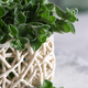 fresh green oregano fragrant organic - PhotoDune Item for Sale